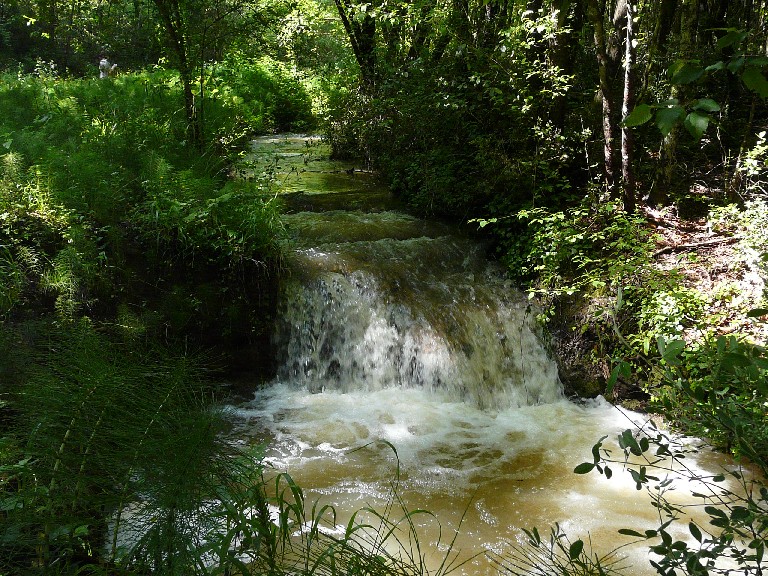 Salamandrine di Maremma